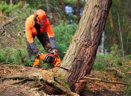 How Our Tree Care Process Works  in  Loving, NM